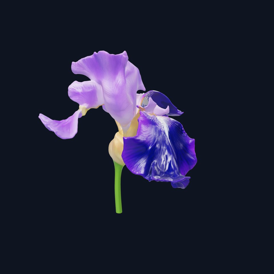 Purple Iris Flower Realistic 3D model pack